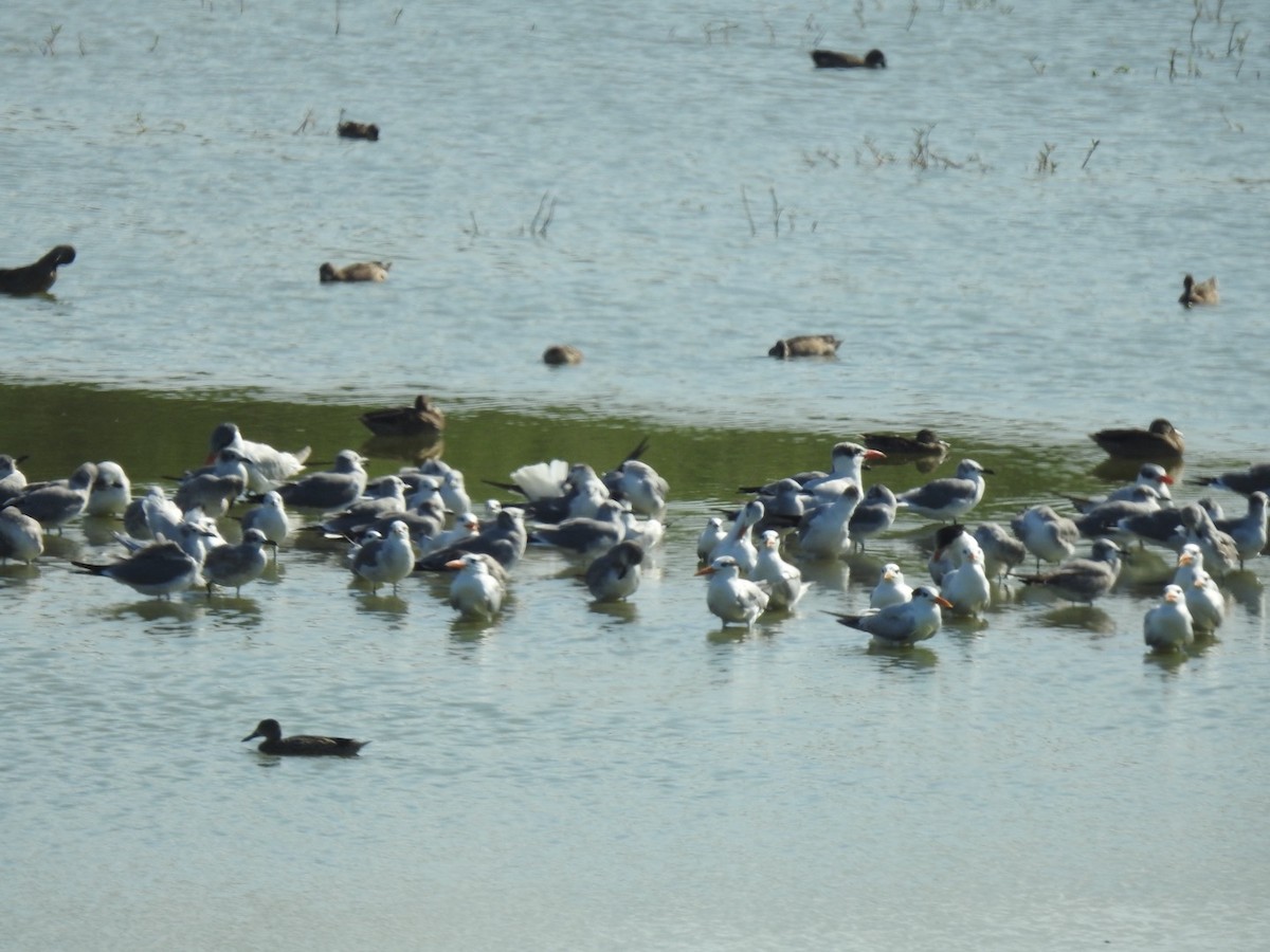 Laughing Gull - ML646815553