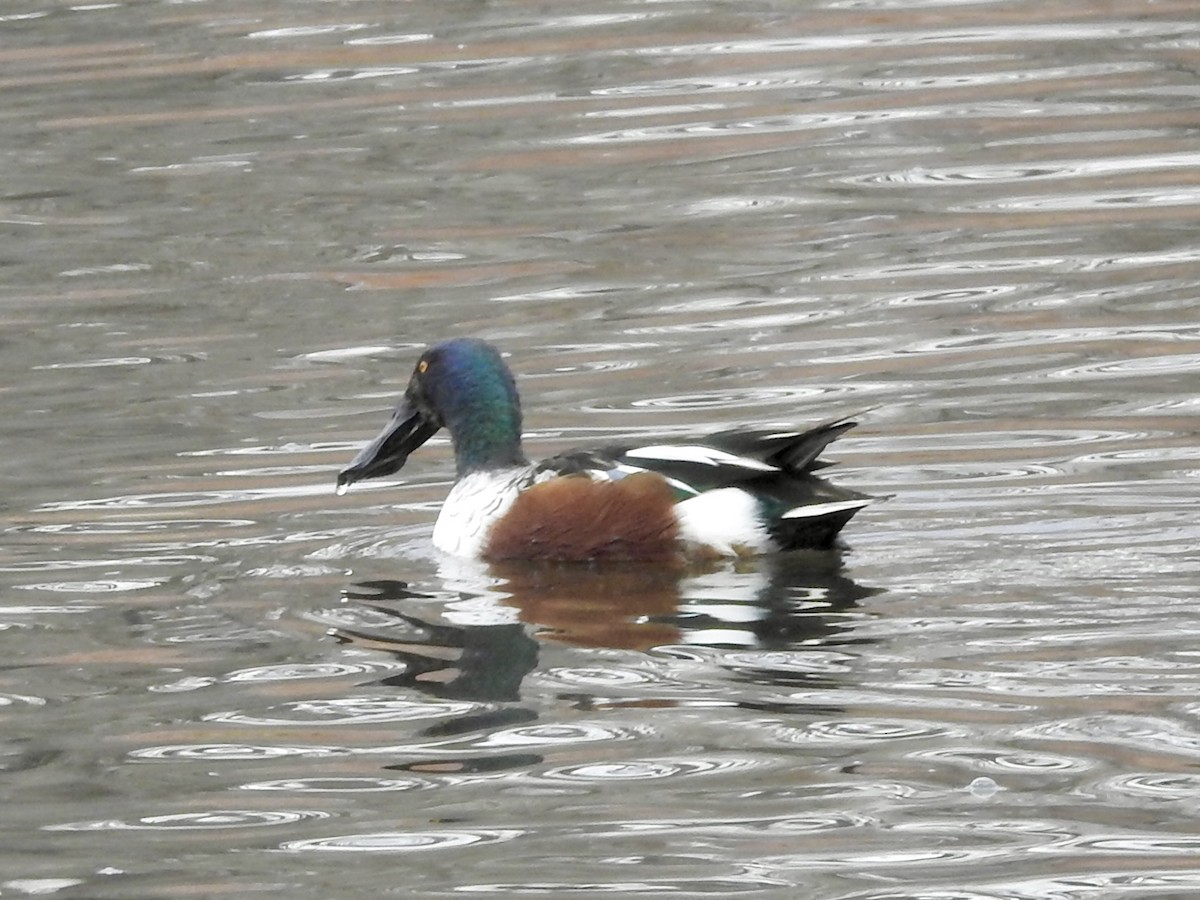 Northern Shoveler - ML646815556