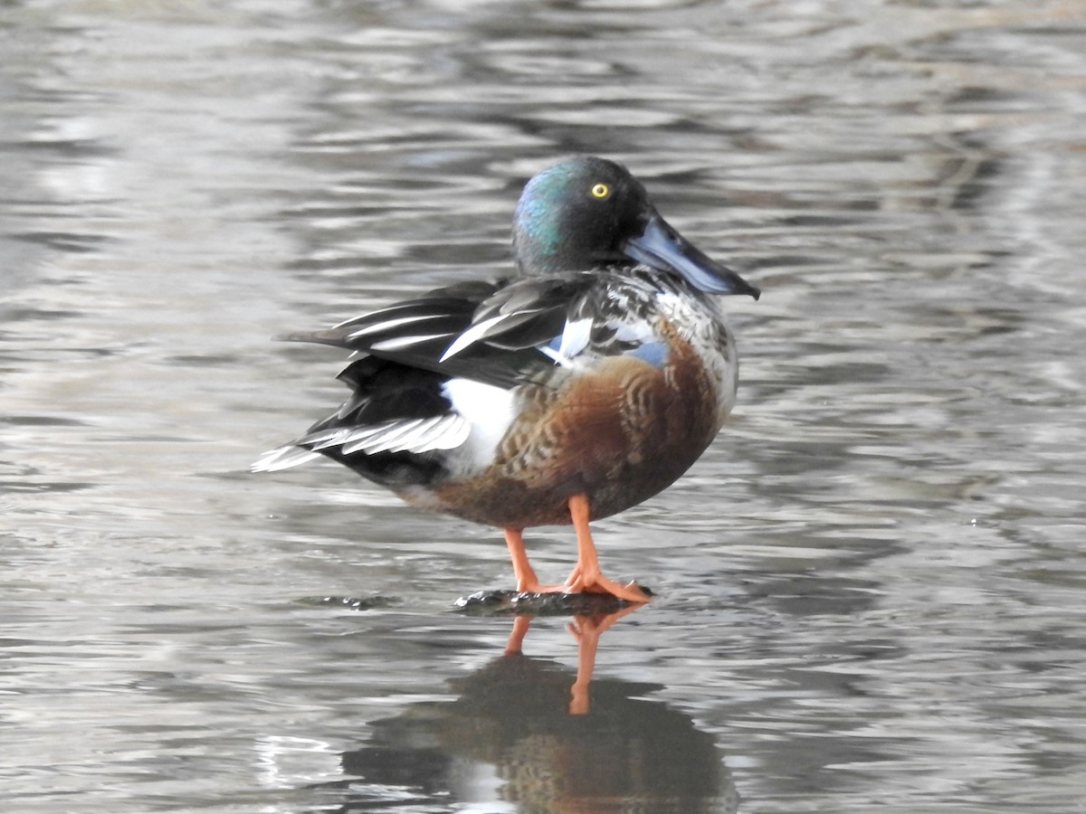 Northern Shoveler - ML646815557