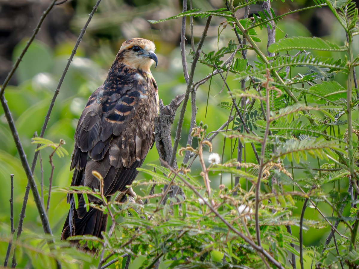 Salyangoz Çaylağı - ML646815558