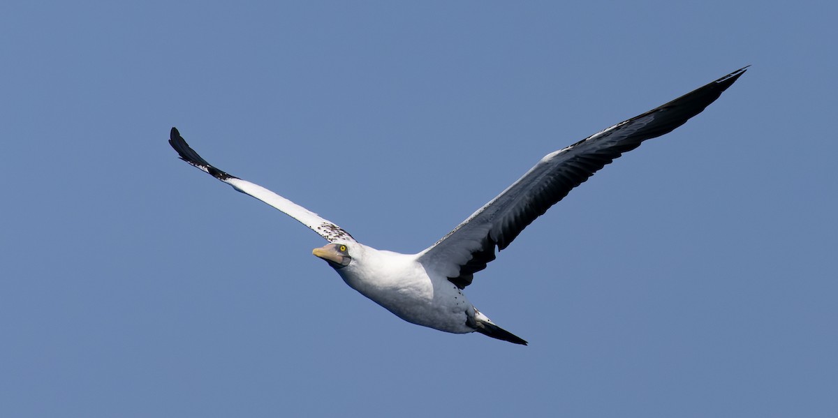 アオツラカツオドリ - ML646815559