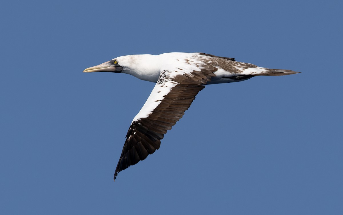 アオツラカツオドリ - ML646815560