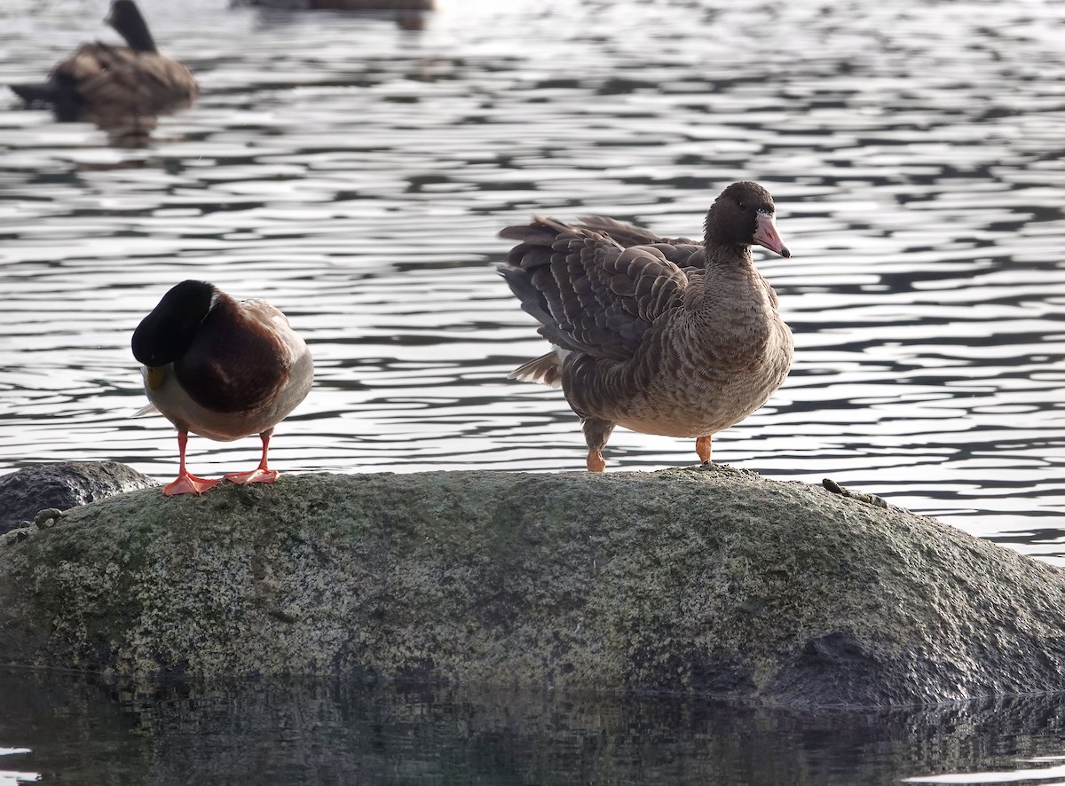 Манхин галуу - ML646815562