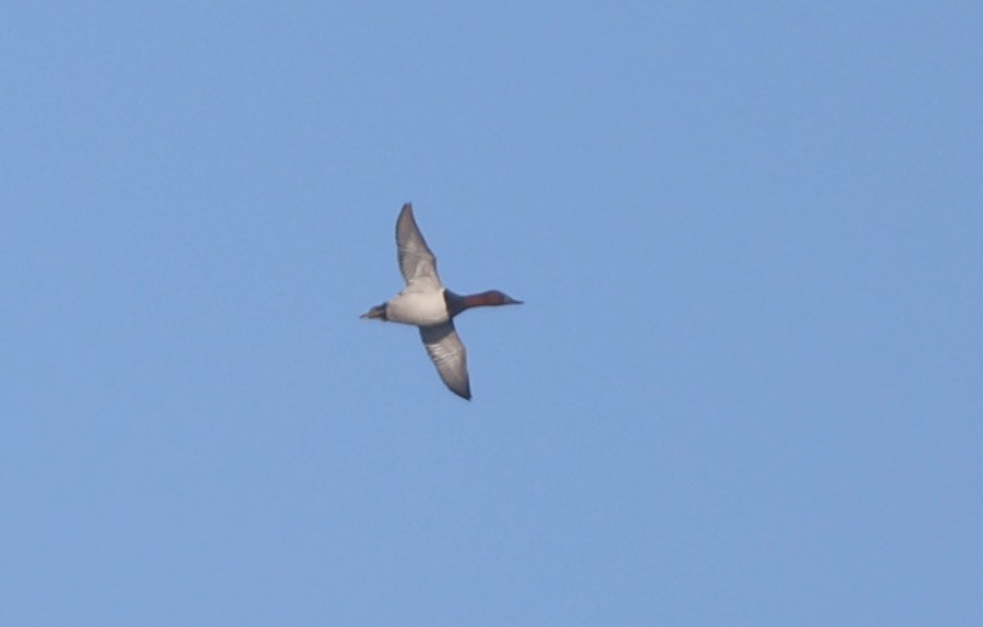 kanvasand - ML646815563