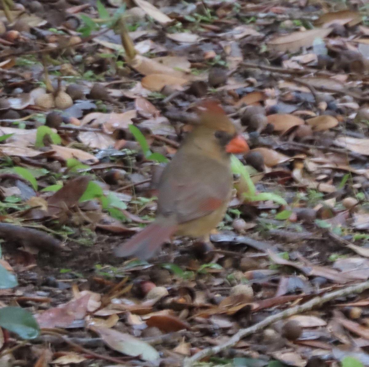 Northern Cardinal - ML646815565