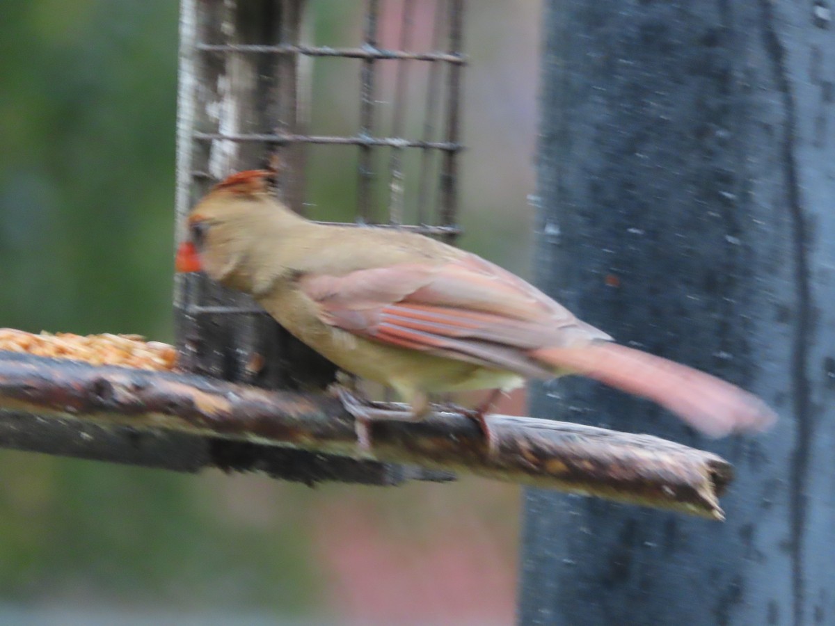 Northern Cardinal - ML646815566