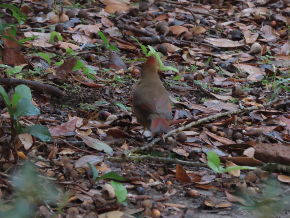 Northern Cardinal - ML646815567