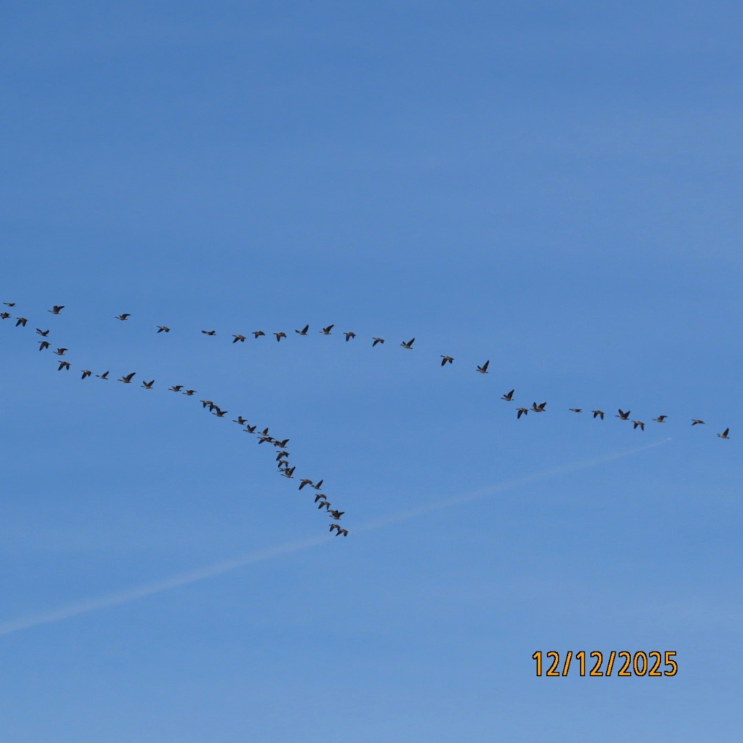 polargås/kanadagås - ML646815569