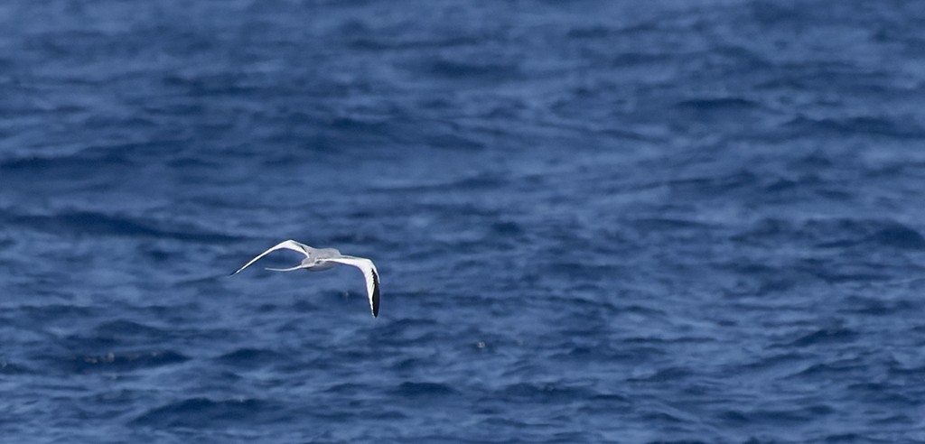Red-billed Tropicbird - ML646815571