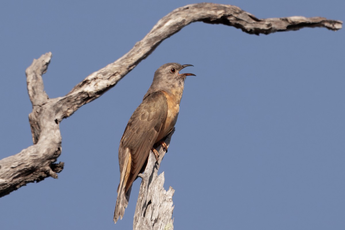 krattgjøk - ML646815573