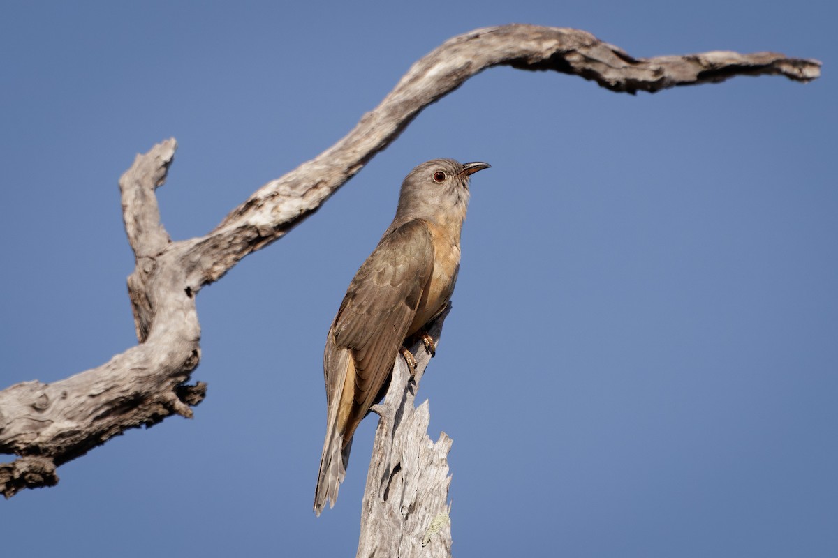 krattgjøk - ML646815574