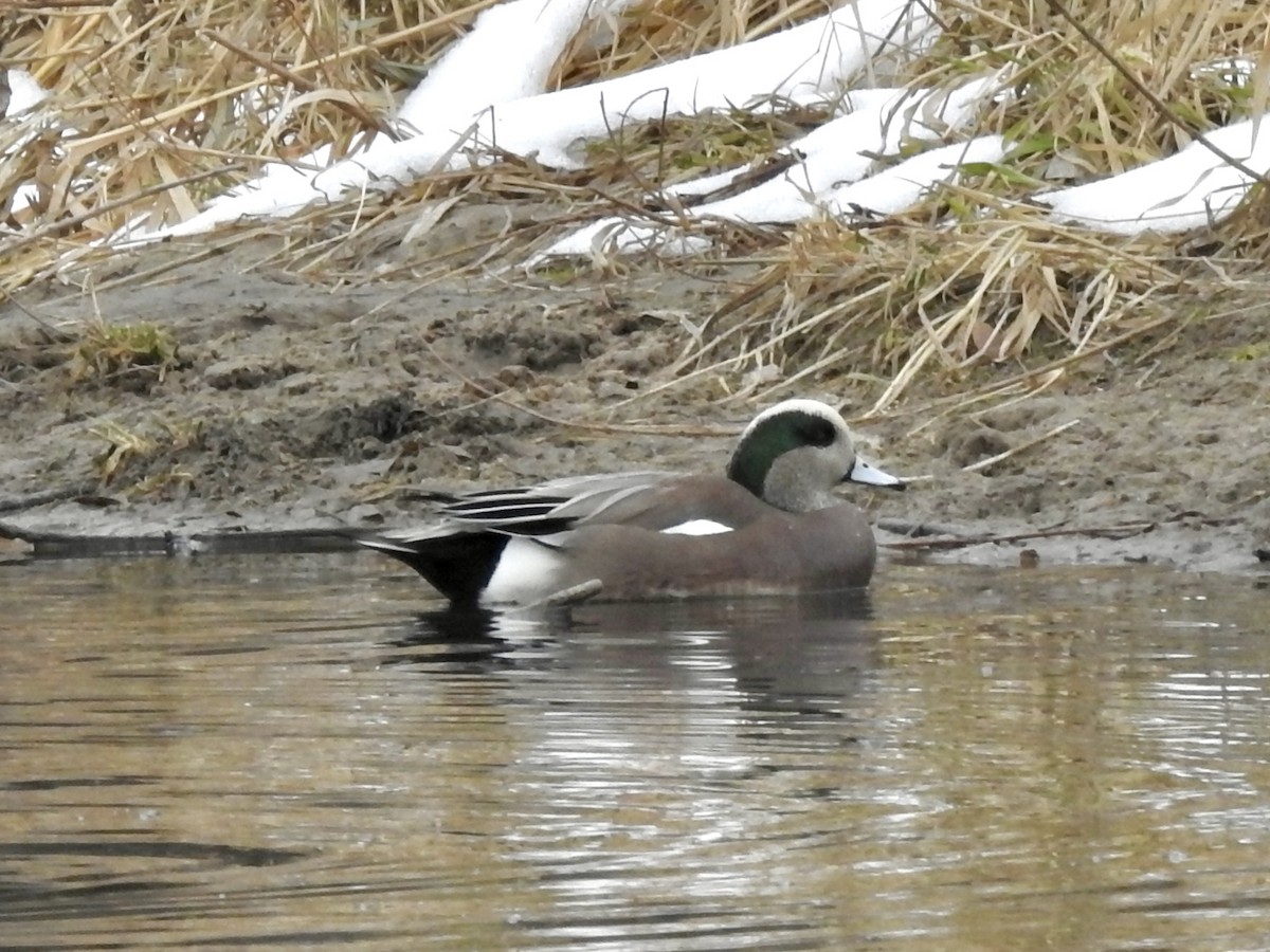 American Wigeon - ML646815575