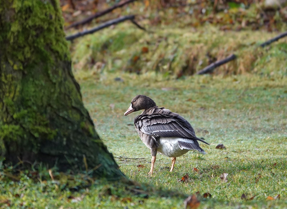 Манхин галуу - ML646815576