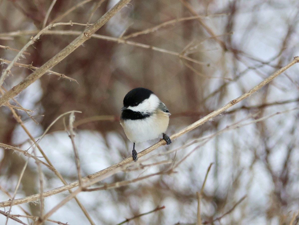 Black-capped Chickadee - ML646815579