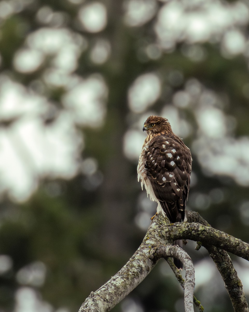 Cooper's Hawk - ML646815580