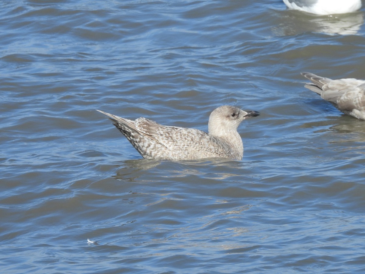 Iceland Gull (Thayer's) - ML646815581