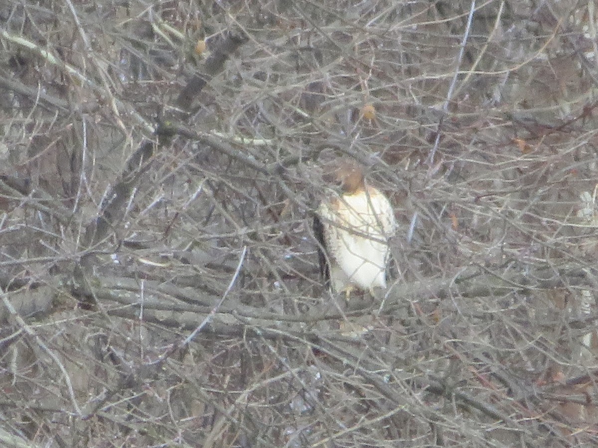 Канюк неоарктичний - ML646815582