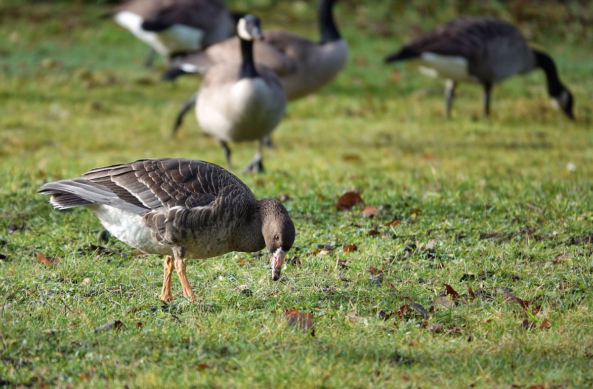 Манхин галуу - ML646815583