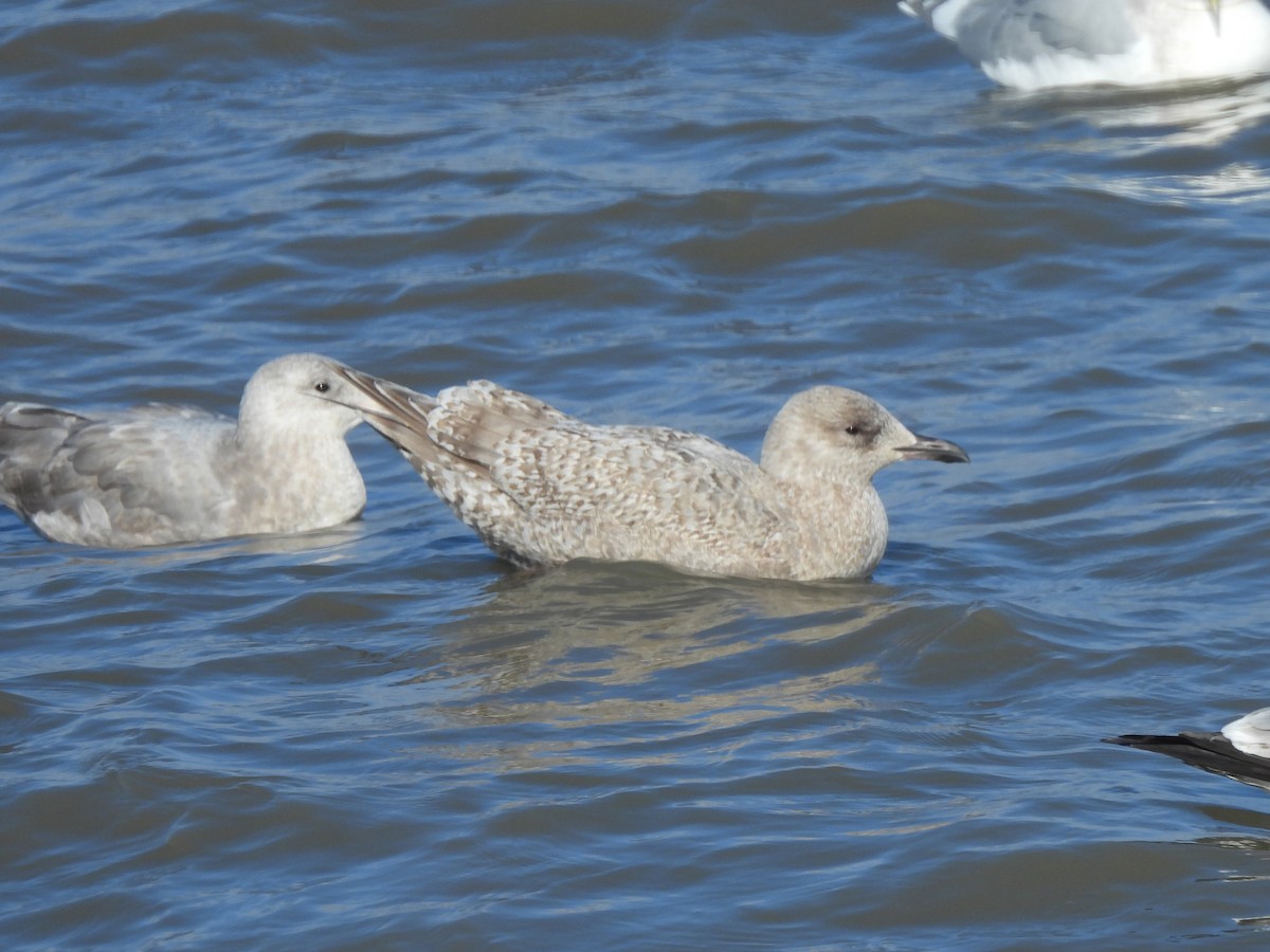 Kaio hegalzuria (thayeri) - ML646815590