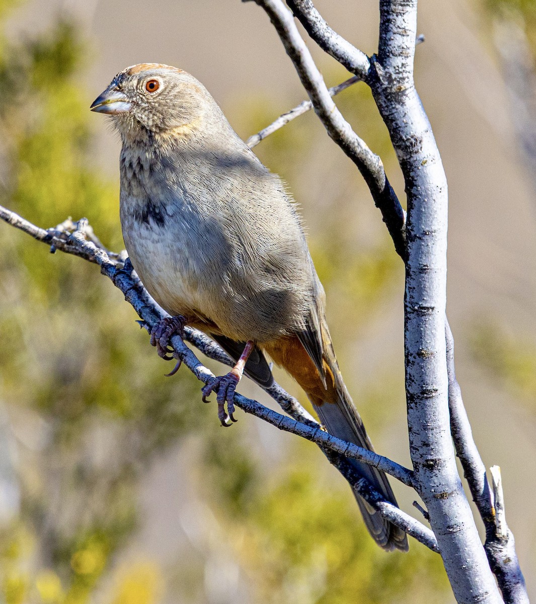 Kanyon Tovisi - ML646815598