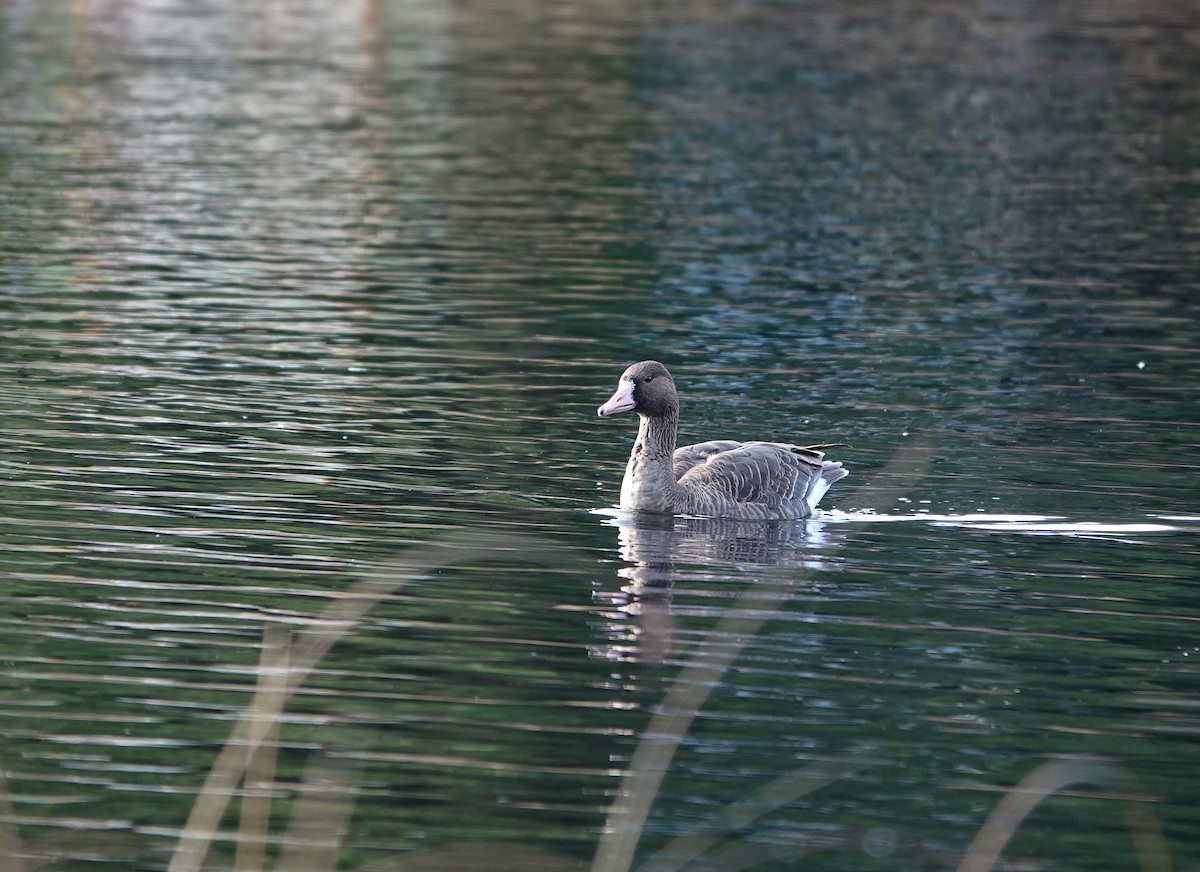 Манхин галуу - ML646815608