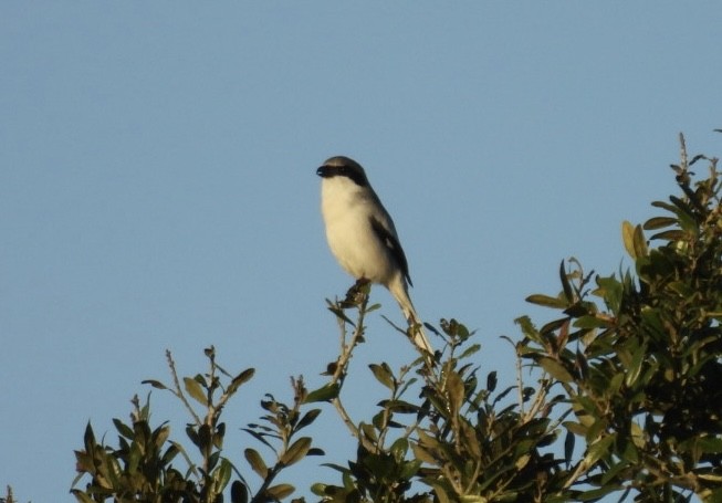 Loggerhead Shrike - ML646815609