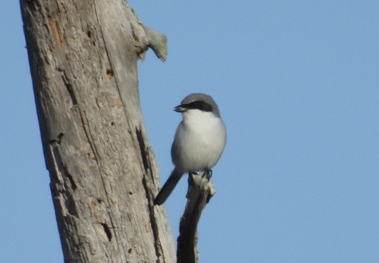 Loggerhead Shrike - ML646815610