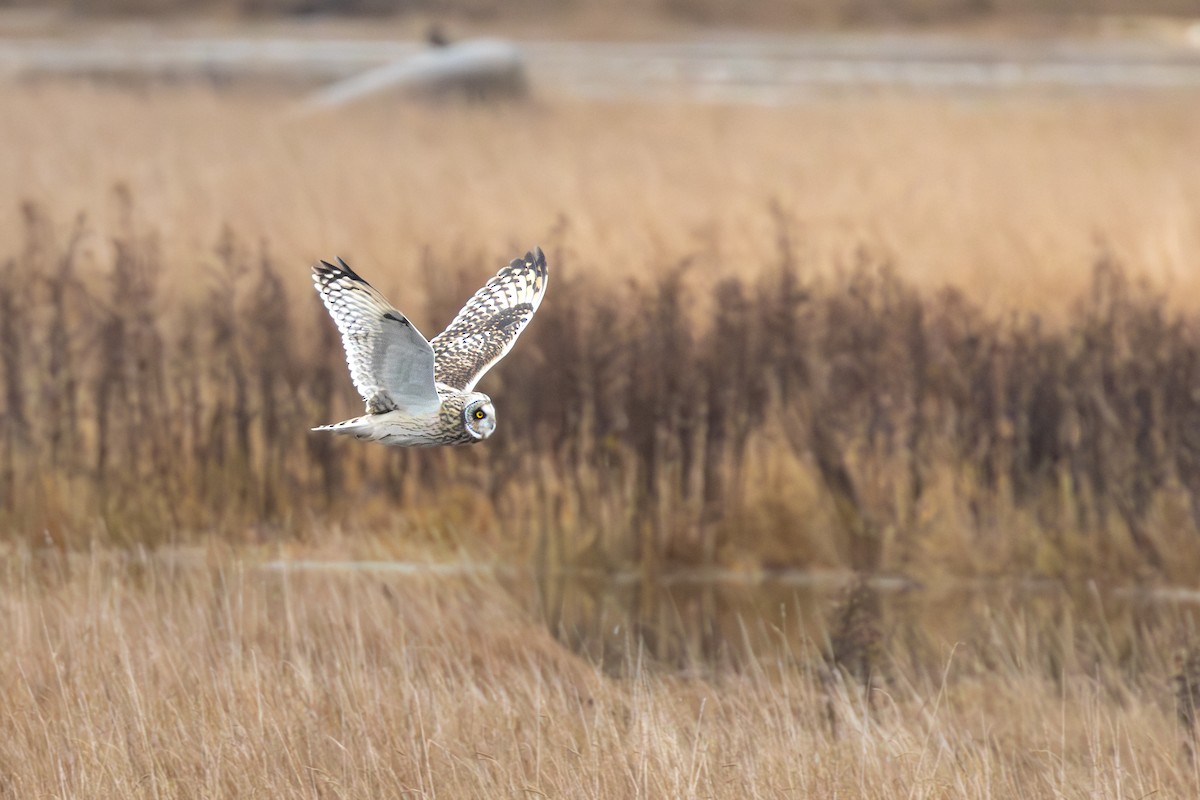Short-eared Owl - ML646815611