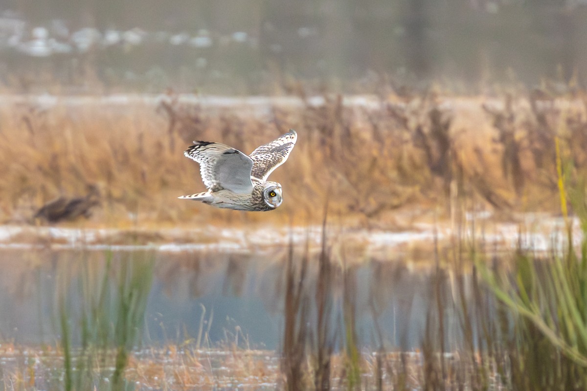 Short-eared Owl - ML646815612