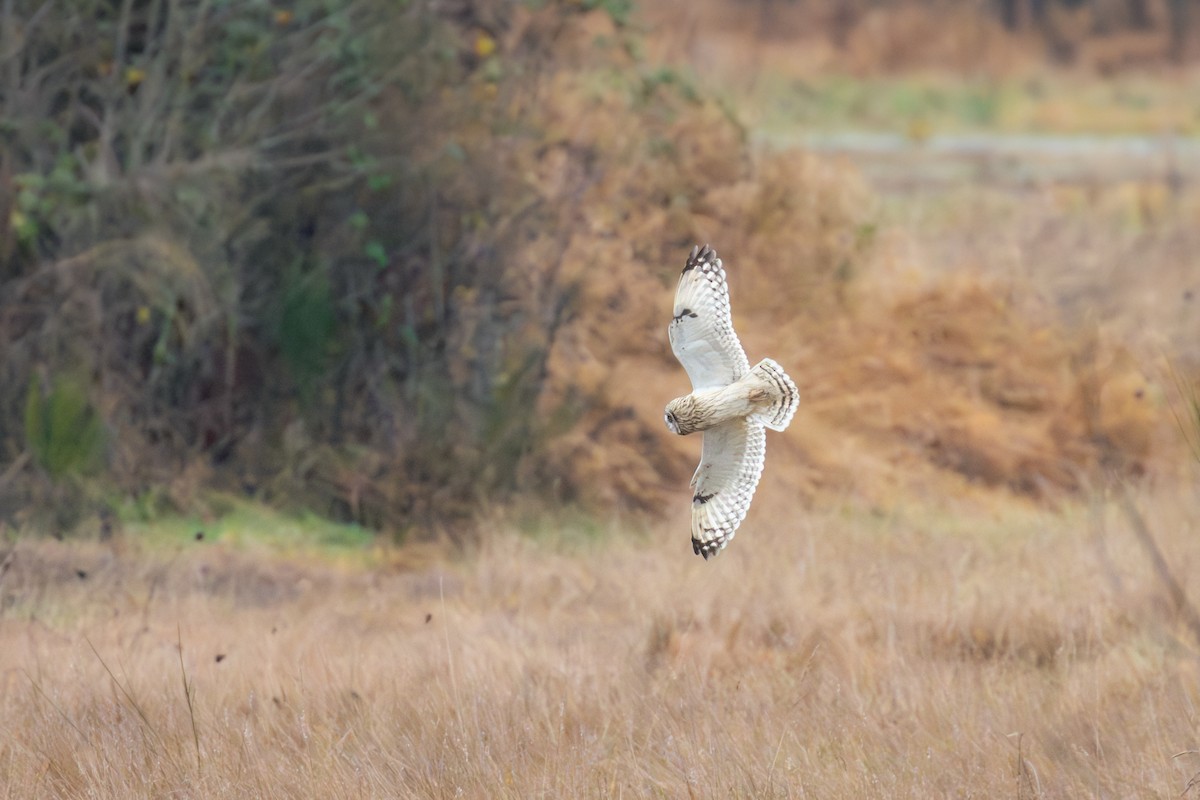 Short-eared Owl - ML646815613