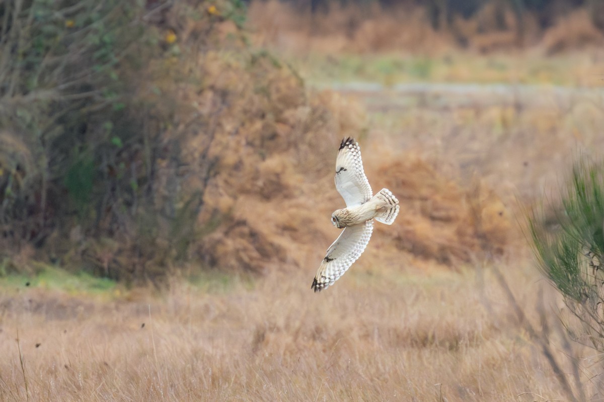 Short-eared Owl - ML646815614