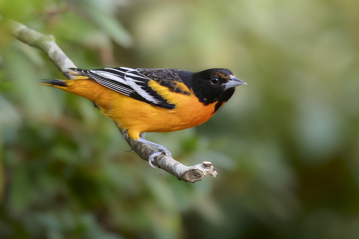 ボルチモアムクドリモドキ - ML646815616