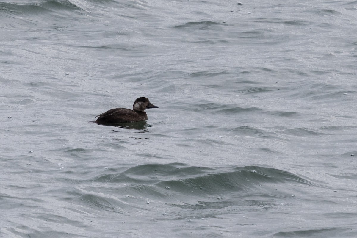 turpan žlutozobý - ML646815618