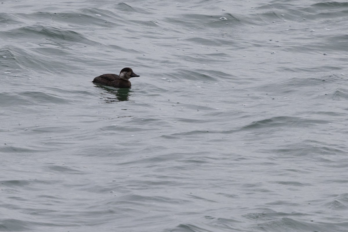 turpan žlutozobý - ML646815619