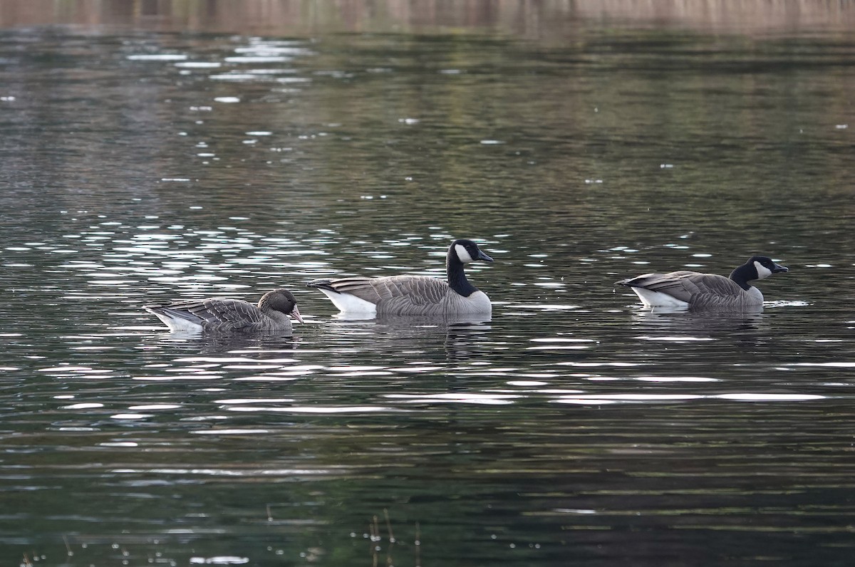 Манхин галуу - ML646815621