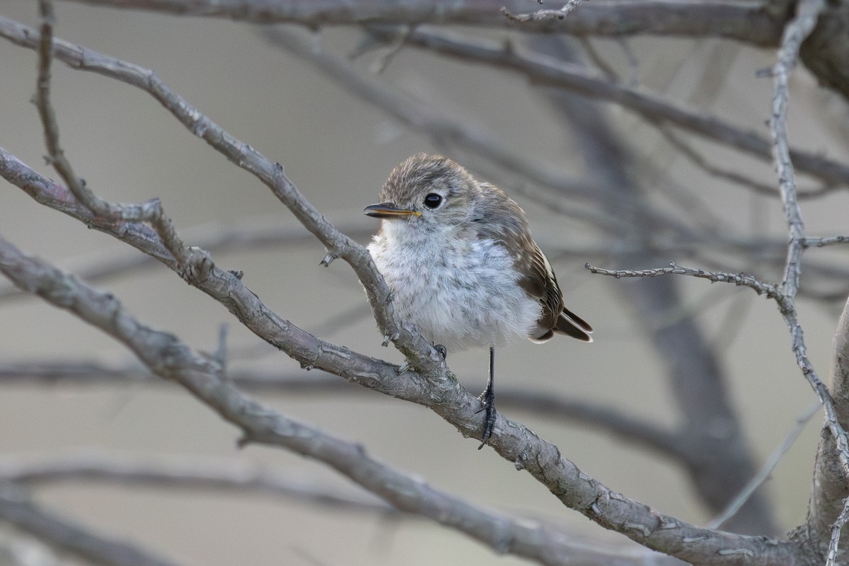 rødkroneflueskvett - ML646815622