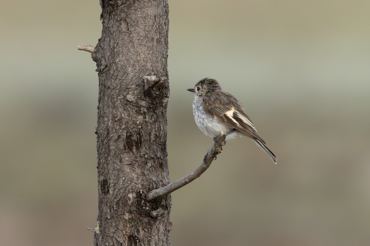 rødkroneflueskvett - ML646815623