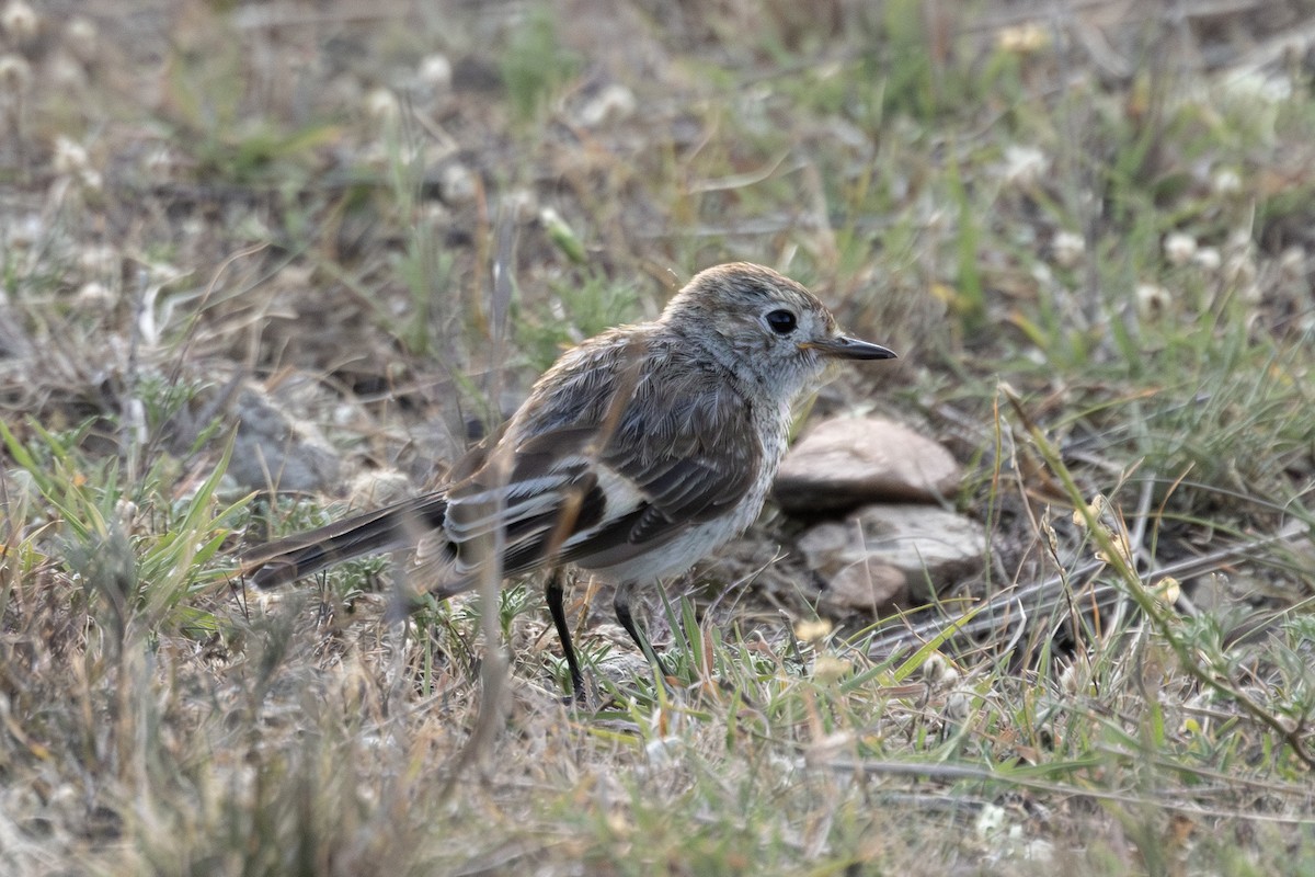 rødkroneflueskvett - ML646815624