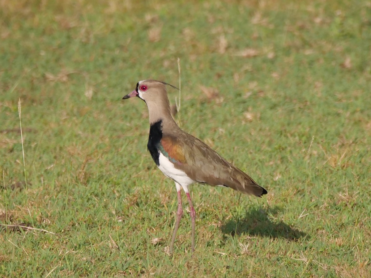 Southern Lapwing - ML646815625