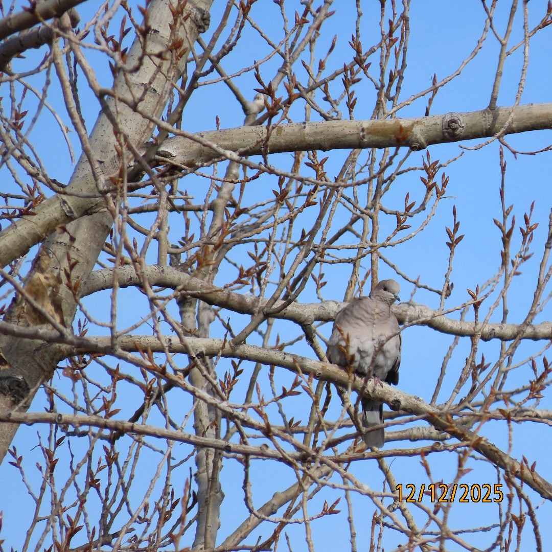 תור צווארון - ML646815626