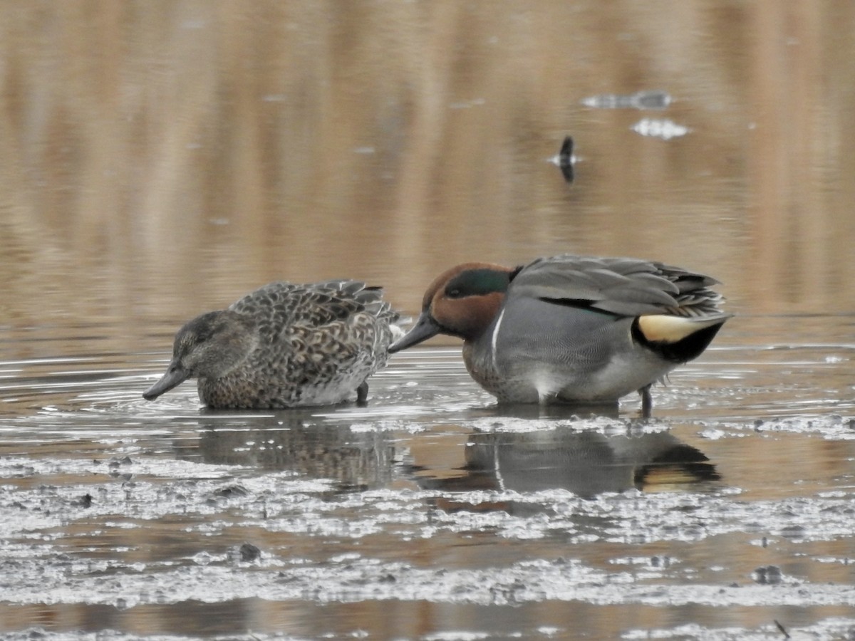 Green-winged Teal - ML646815635
