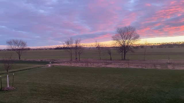 Белый гусь - ML646815638