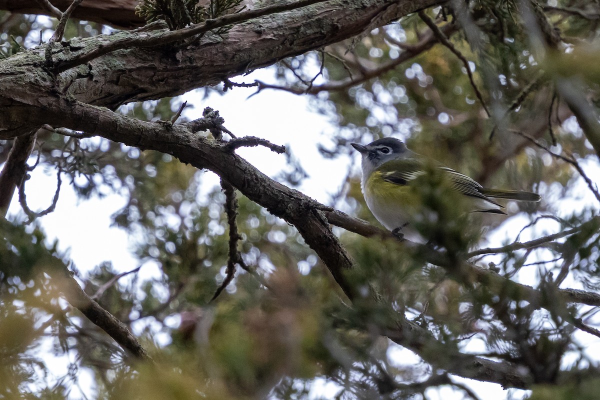 Blue-headed Vireo - ML646815639