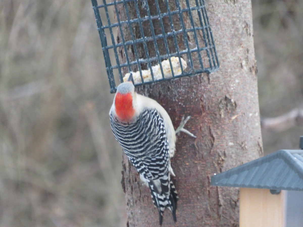 Гіла каролінська - ML646815645