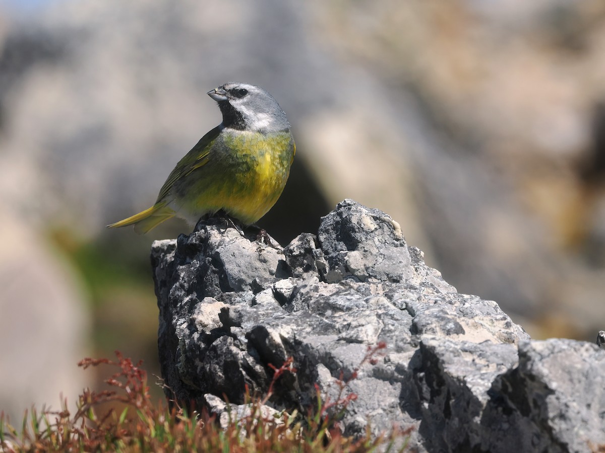 White-bridled Finch (Falkland) - ML646815646