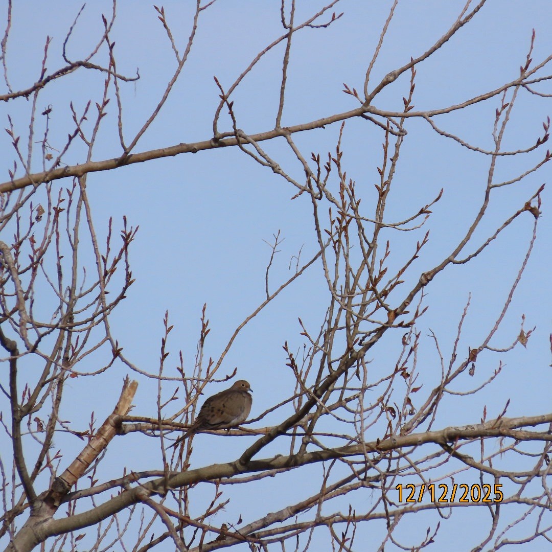 sørgedue - ML646815654