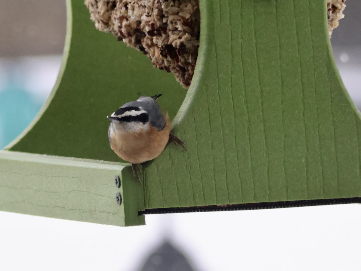 Red-breasted Nuthatch - ML646815659