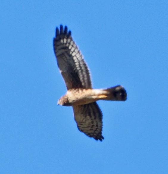 Американский лунь - ML646815669