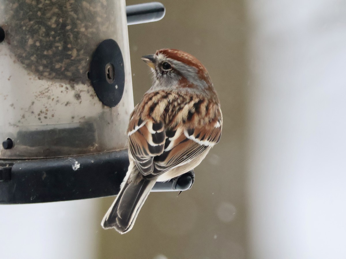 American Tree Sparrow - ML646815671