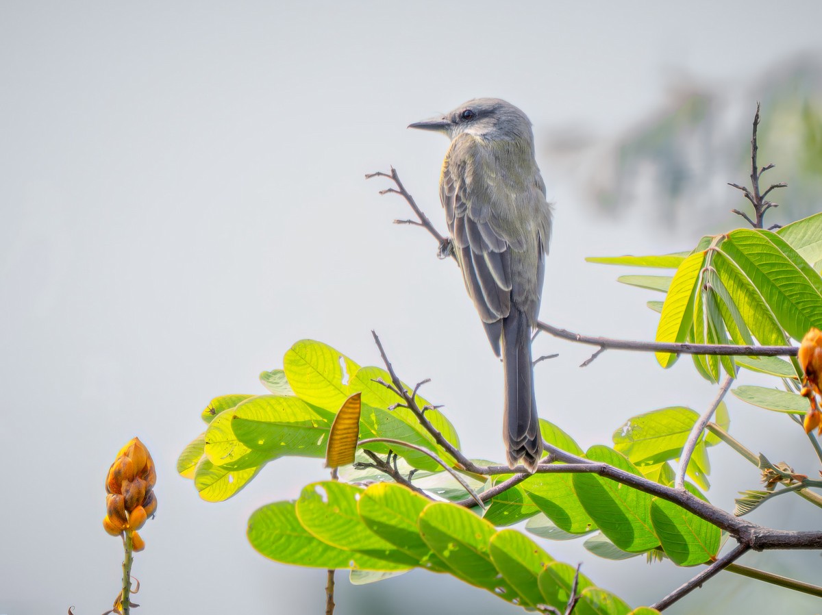 Tropikal Tiran - ML646815672